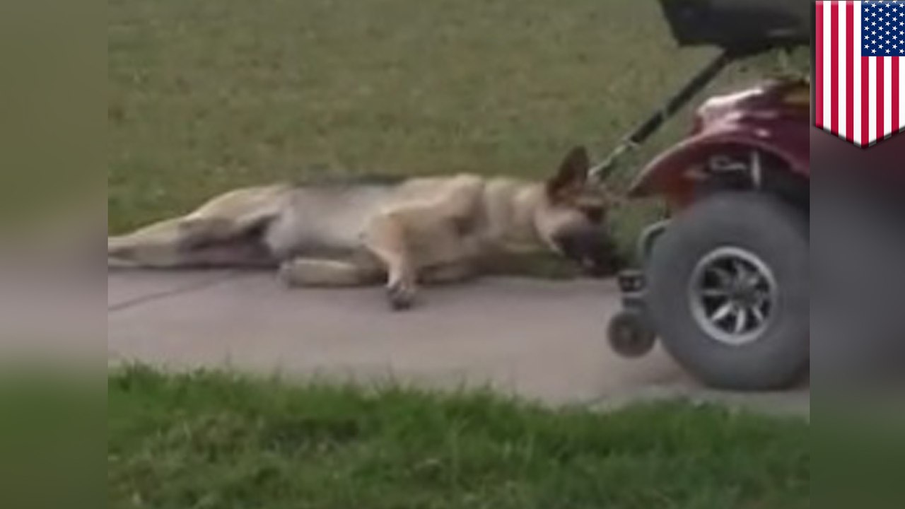 Man arrested for dragging dog behind his motorized scooter