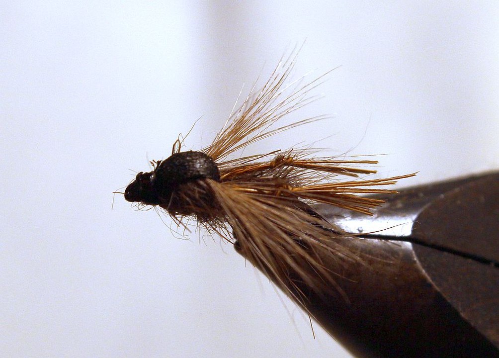 La bibio marci (technique AVOZETTO)