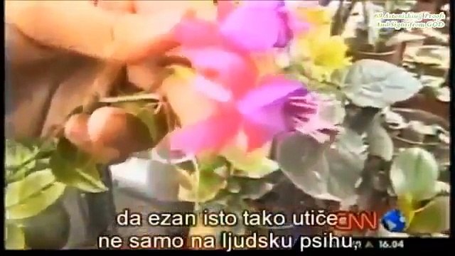 Azerbaijan-Flower-only-Blooms-at-the-call-of-Adhan