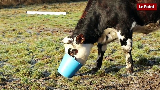 L’intelligence des animaux d’élevage #1 : le cochon