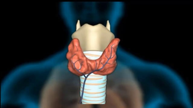 Thyroid Gland - Endocrine System