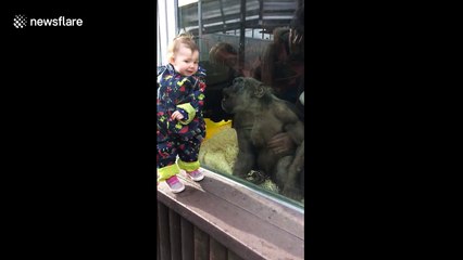 Cheeky chimp interacts with child in zoo