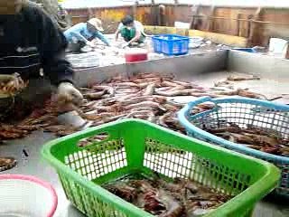 Suasana Kerja Diatas Kapal Trawl Udang Dilaut Arafura (Maluku)