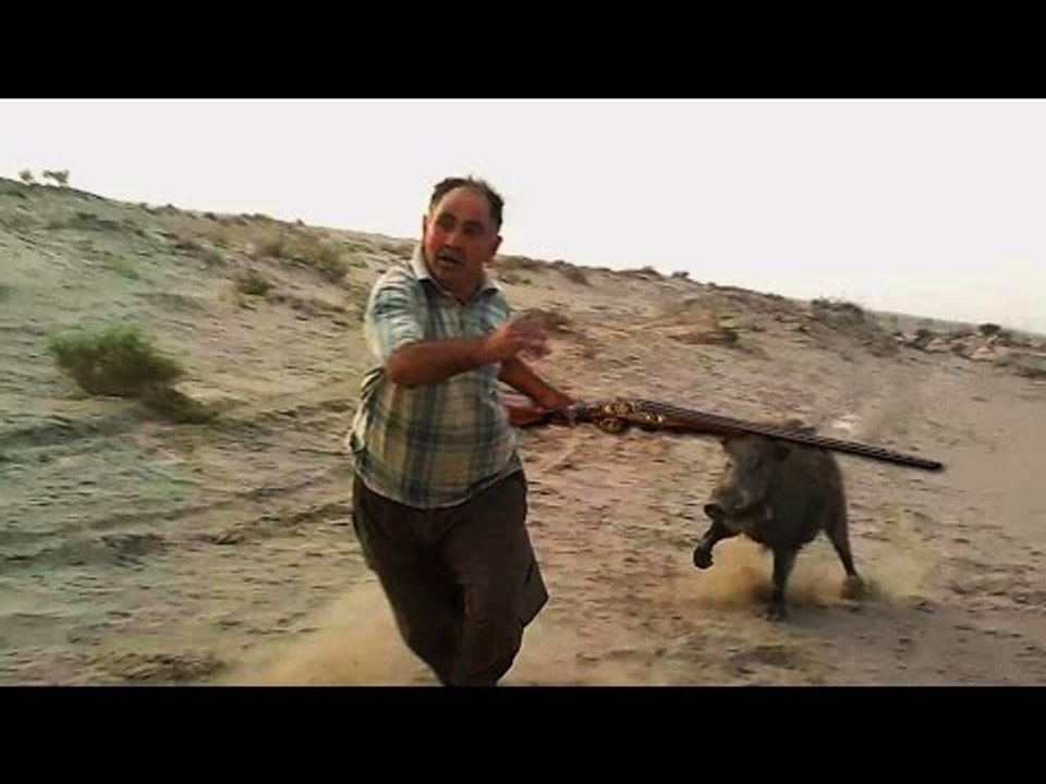 top 10 du  dangereux attaques des sangliers