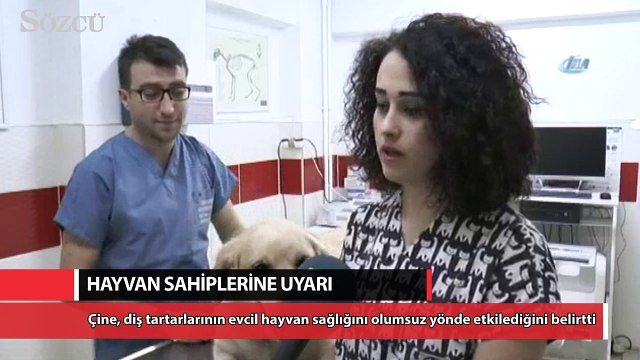 Evcil hayvanlarda erken yaştaki diş kayıplarına dikkat