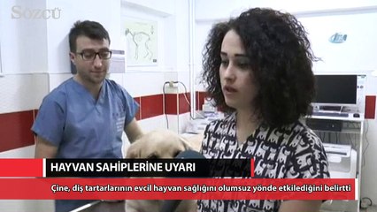 Evcil hayvanlarda erken yaştaki diş kayıplarına dikkat