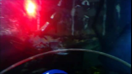 Sea Life Scheveningen small sharks