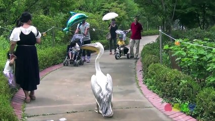 Quand les pélicans savourent l'arrivée de Demarcus cousins façon thug life