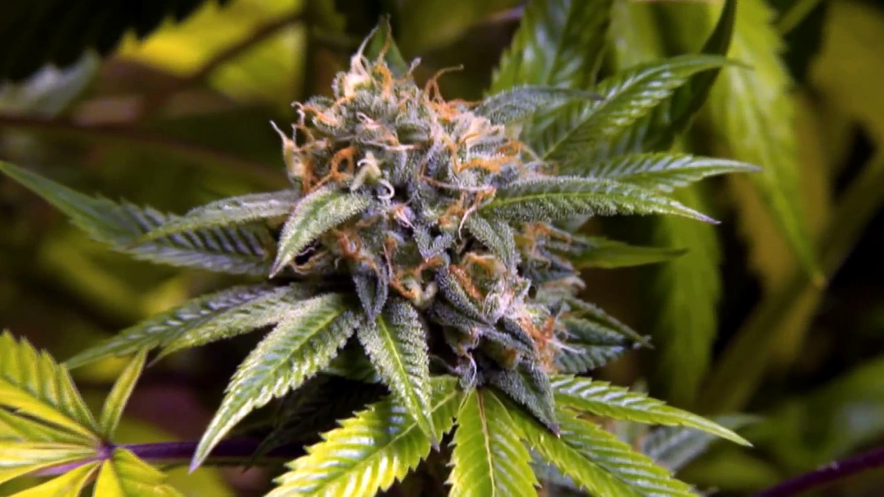 L'effet du cannabis sur le cerveau (2017) (FR)
