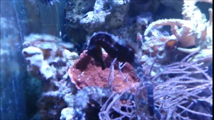 Sea Life Scheveningen Seahorse