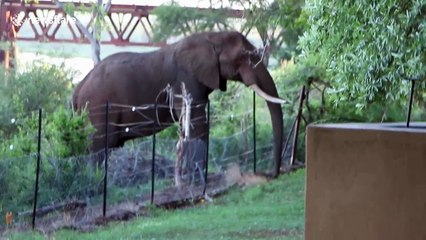 Elephant comes up to fence to eat at Kruger National Park