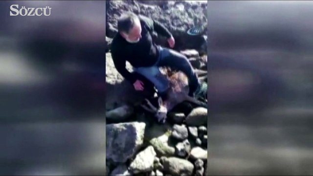 Denize düşen yaralı karacayı kurtarıp sırtında taşıdı