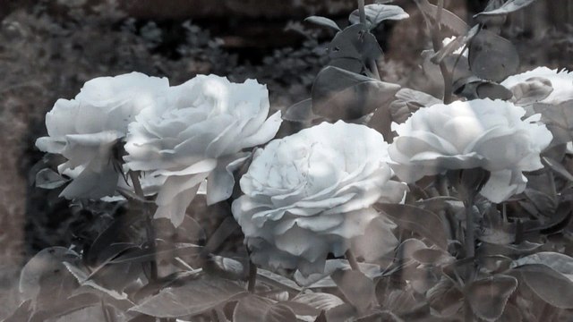 Jann Halexander – L'Ombre Mauve [2004]