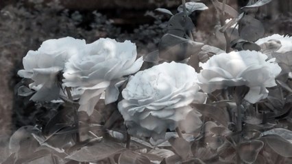 Jann Halexander – L'Ombre Mauve [2004]