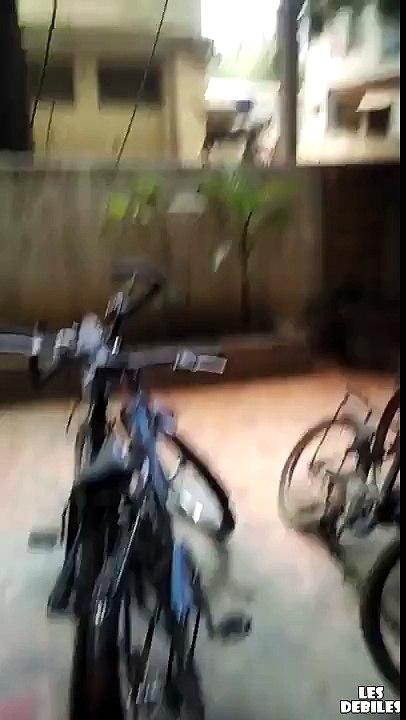 Le saut d'un chat pour attraper un oiseau