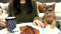 Un chat qui veut un morceau de ce croissant