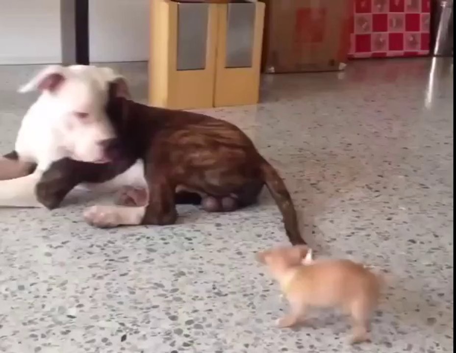 Жесточайший собачий бой ))))