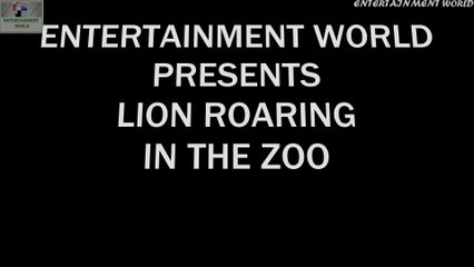 Lion in The ranchi Zoo