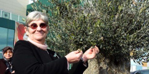 Canan Karatay'ın Bal Hakkındaki Tespitlerine Arıcılardan Tepki