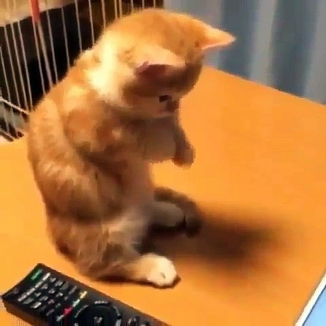 ⁣Funny Pets (1)