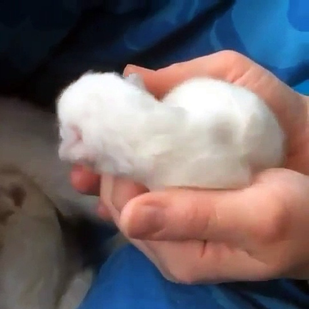 Funny pets (9)