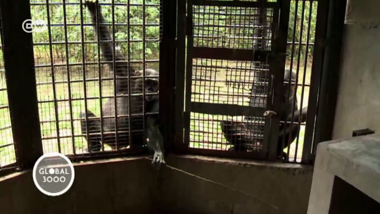 Ein Zuhause für Schimpansen in Sambia | Global 3000