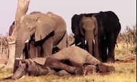 Ces éléphants ne veulent pas abandonner le cadavre de leur congénère