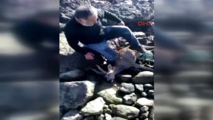 Giresun - Köpeklerden Kaçan Yaralı Karacayı Kurtardı