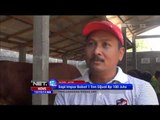 Pengemukan Sapi di Kediri dan Bone Sulawesi Selatan - NET12