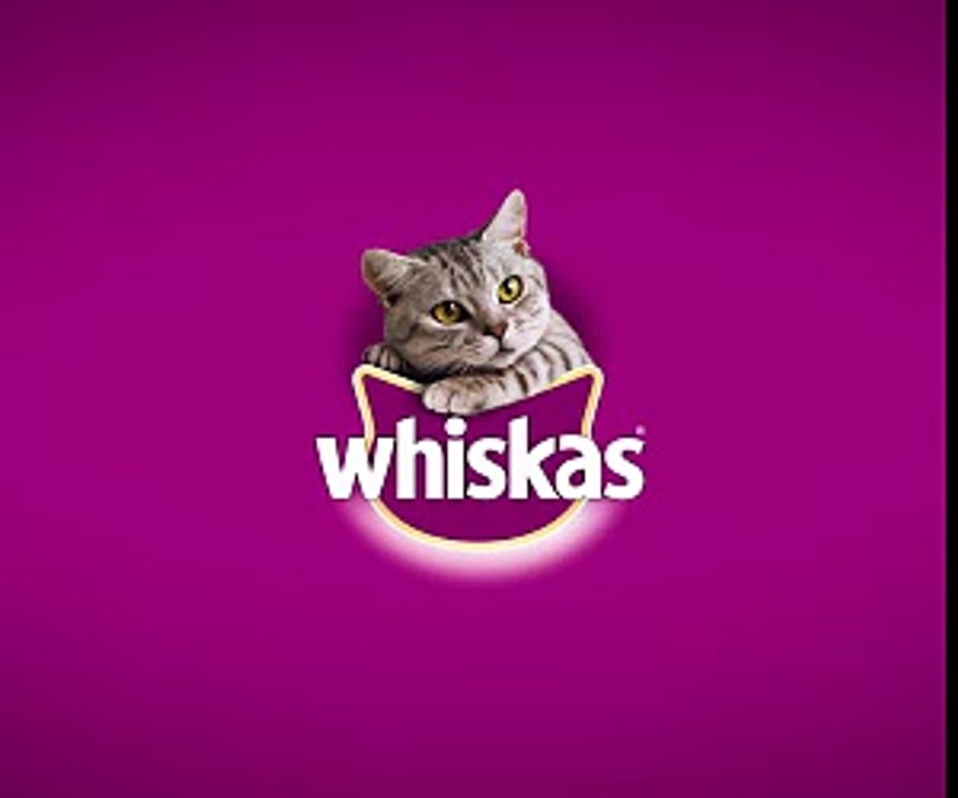 Un joueur de billard japonais répond à une interview en anglais