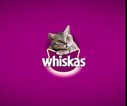 Un joueur de billard japonais répond à une interview en anglais