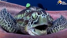 Le bâillement de cette tortue a emporté le monde entier