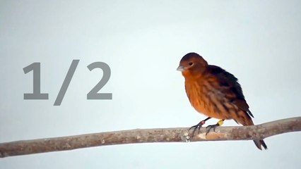 Ptice kao ljubimci i uzgoj ptica (1/2)