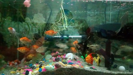 Gold Fish Feeding Their Food (Pellets)