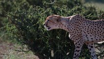 Orage félin - Première chasse des guépards