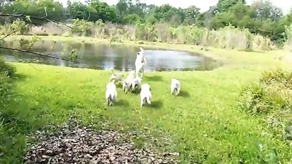 Un papa Labrador enseigne aux chiots à nager !