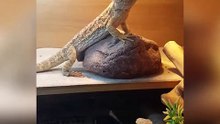 Son maître lui fait un coucou et la réaction du lézard nous laisse sans voix