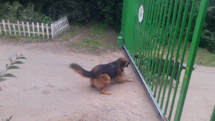 Des chiens se disputent à travers un portail