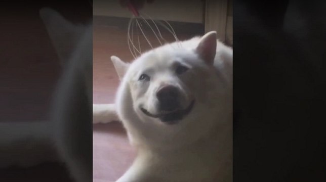 Zima le husky adore quand son maître lui gratte la tête