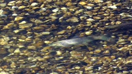 Frayère du camping - Truite 21 cm