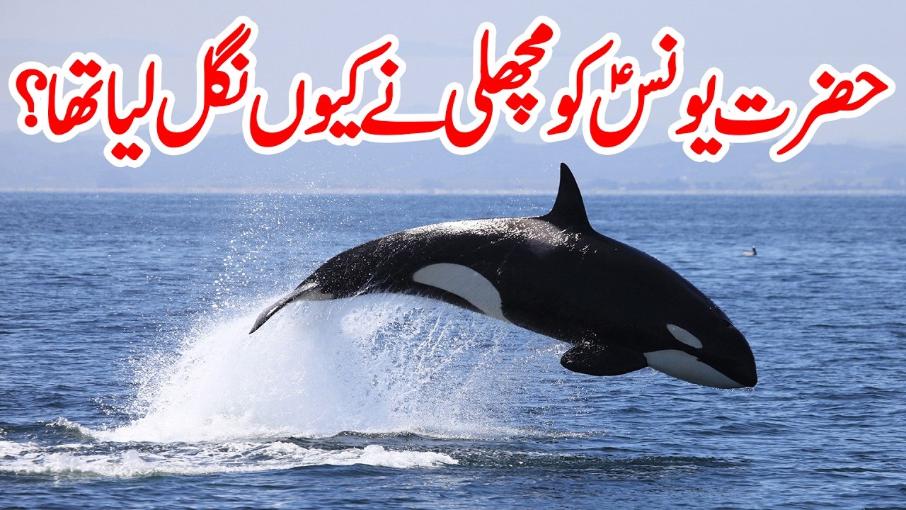 Hazrat Yunus AS ko Machli ne Kyon nigal liya tha - Younus AS was Swallowed by a