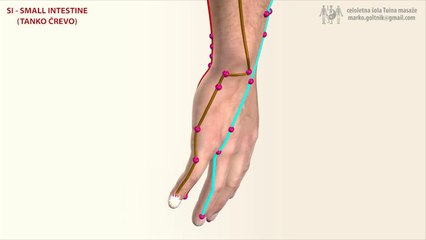 SI | Small Intestine