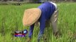 1660 Hektar tanaman padi di Karawang Jawa Barat terancam gagal panen - NET12