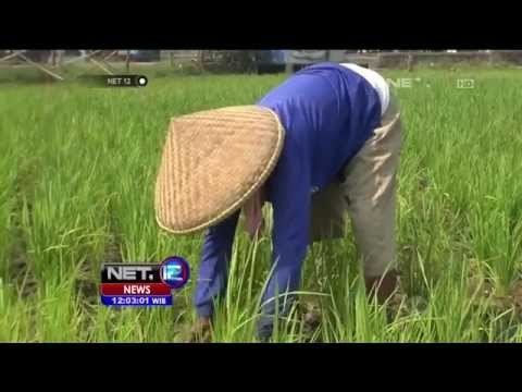 1660 Hektar tanaman padi di Karawang Jawa Barat terancam gagal panen - NET12