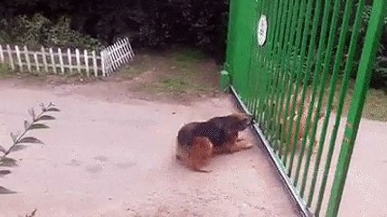 Briga de cachorros! Quem vence essa disputa?