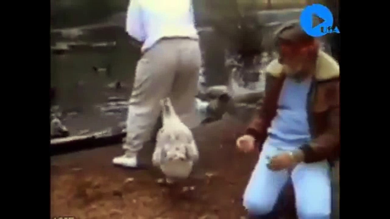 Funny farm   