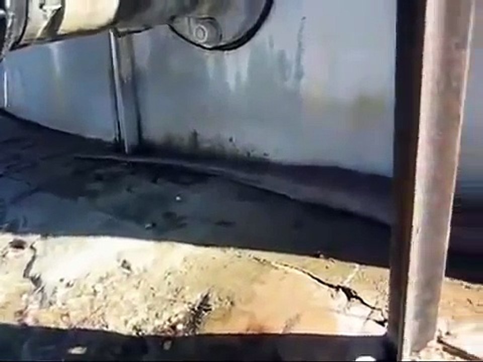 One of the biggest anaconda in the world