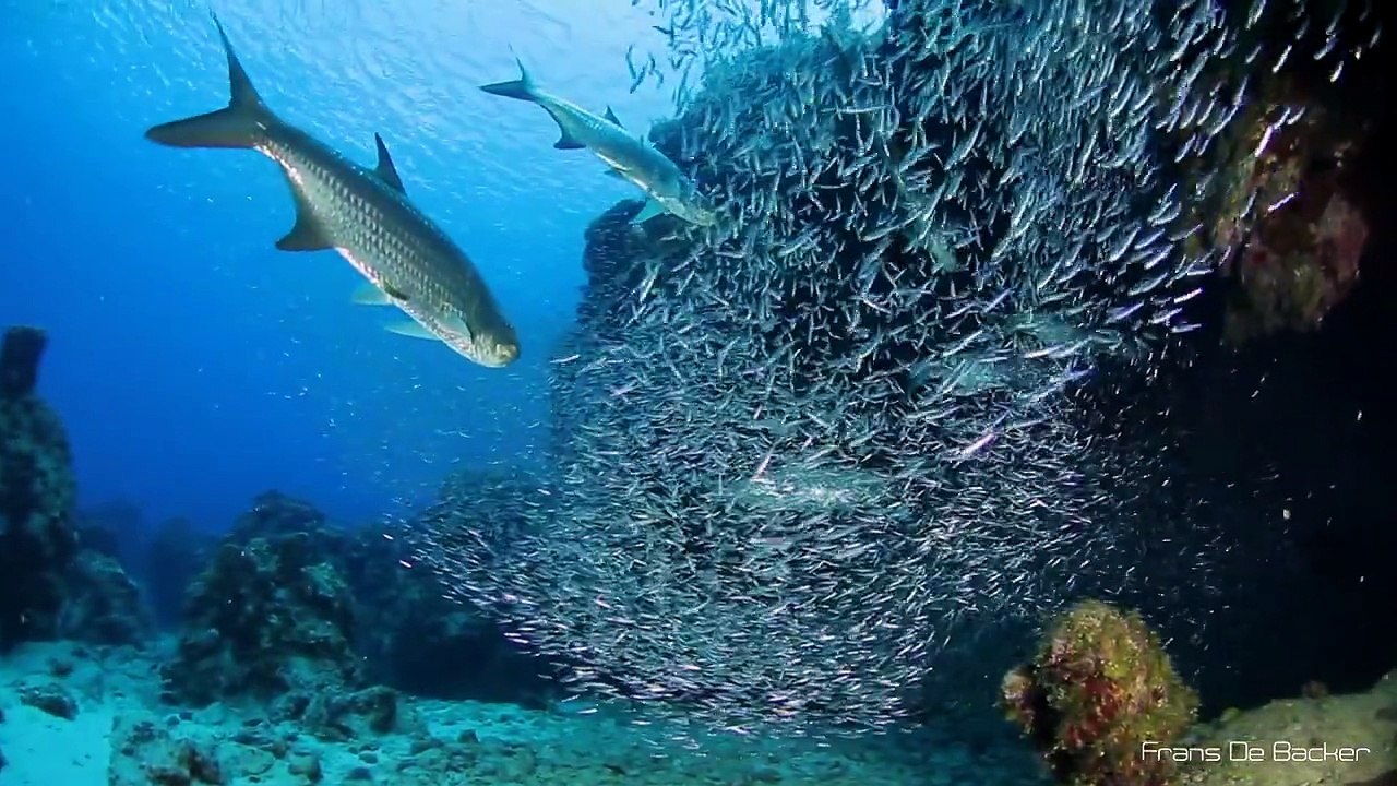 Silversides in Devil’s Grotto, Grand Cayman