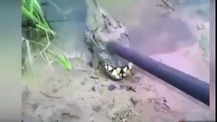 Criatura aquática misteriosa filmada na Ucrânia