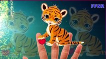 Tigers Finger Family | With Cartoon and Real Animals | Nursery Rhymes for children